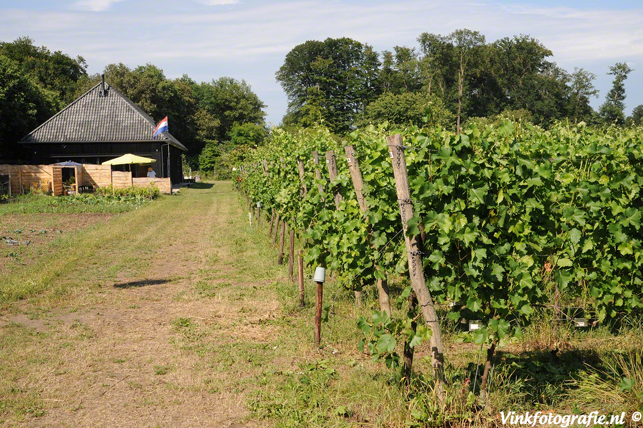 Nederlandse wijnboeren